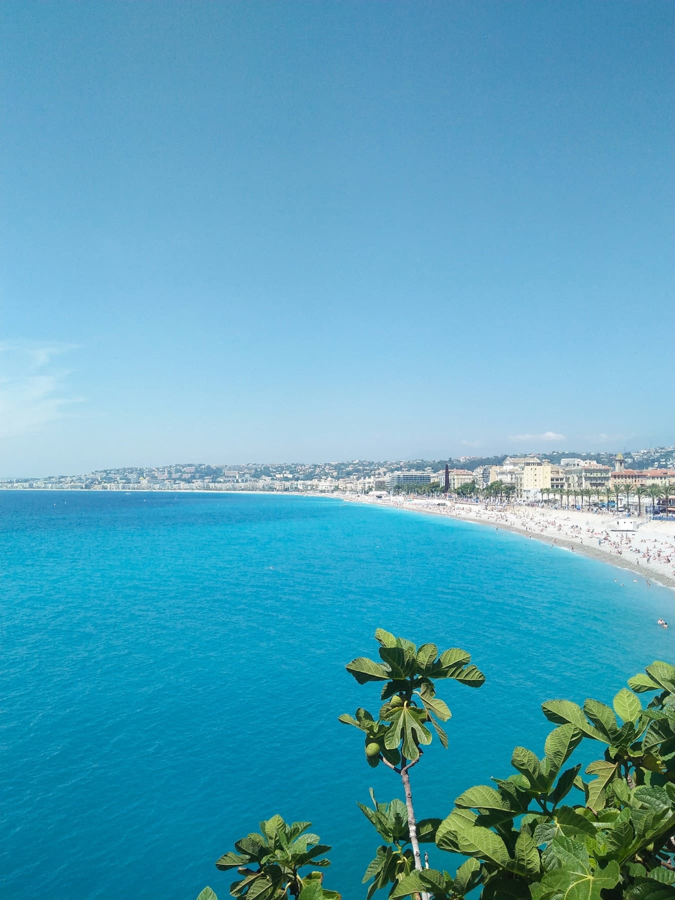 Un arbre penché sur la mer turquoise, sur la côte niçoise